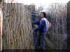 19_1_bamboo_wind_fence_momo_ofek.jpg (154237 bytes)