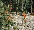 15_wool-mulched-tomatoes_20010830 (123KB)
