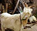 12_goat_20020508 (61KB)