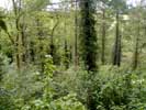 01_woodland_20020523 (118KB)