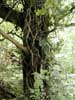 04_tree_20020523 (70KB)