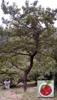 08_cherry-picking_nollwenn-wayne-ofek_20010530 (106KB)