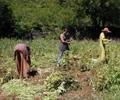 life/15_picking-fava-beans_jenny-martin_20010607 (130KB)