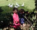 17_geese-emily-momo_20010805 (98KB)