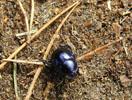 24_beetle_20010828 (150KB)