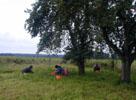 08_collecting-apples_wolfgang-ofek-momo-werner_20010912 (110KB)