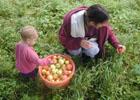09_collecting-apples_momo-erika_20010912 (130KB)