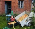 10_washing-apples_momo_20010913 (98KB)