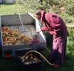 11_washing-apples_momo-erika_20010913 (83KB)