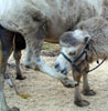 k77/02_car-free-day_camel_20010922 (85KB)