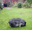 04_vietnamese-pig_20011024 (103KB)