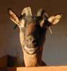 14_goat_20011115 (44KB)