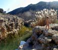 08_wadi_momo_20010121 (88KB)