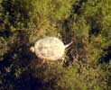 09_turtle_20010121 (48KB)