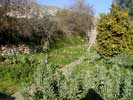 12_garden-plots-orange-tree_20010121 (127KB)