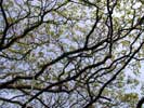 08_tree_20020508 (151KB)