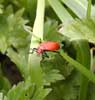 11_bug_20020508 (27KB)