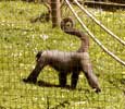 23_monkey-sanctuary_20020512 (96KB)