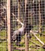 24_monkey-sanctuary_20020512 (79KB)