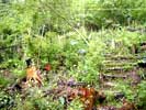11_kitchen-garden_20020523 (138KB)