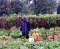 01_picking-green-beans_momo-erika_20021011 (106KB)