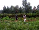 03_picking-green-beans_momo-erika_20021011 (87KB)