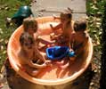 charlotte/05_pool_jack-callie-momo_20021107 (72KB)